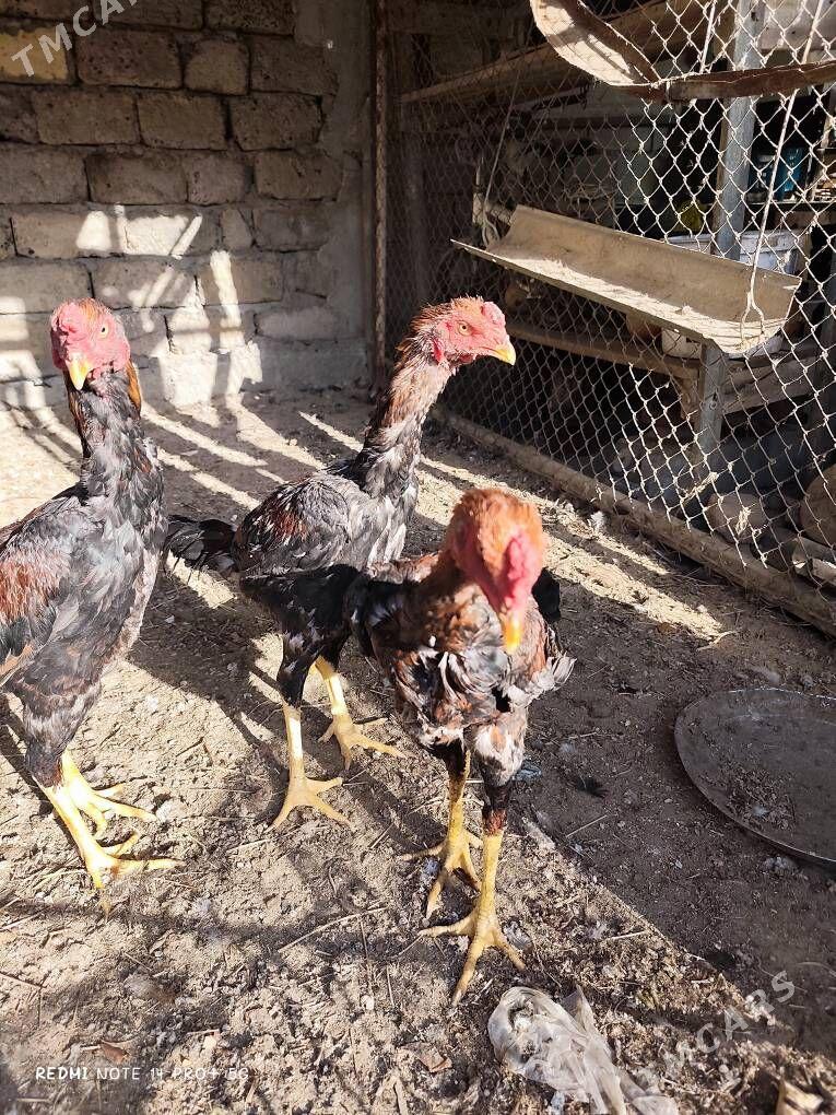 Taşkent Horaz - Чоганлы - img 3