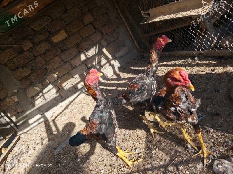 Taşkent Horaz - Чоганлы - img 5