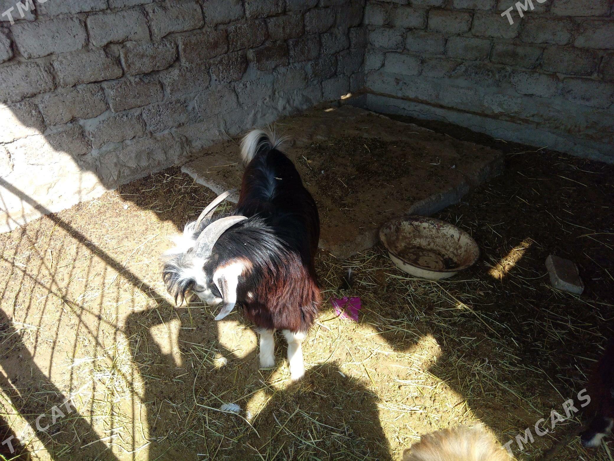 çewiş - Gökdepe - img 2