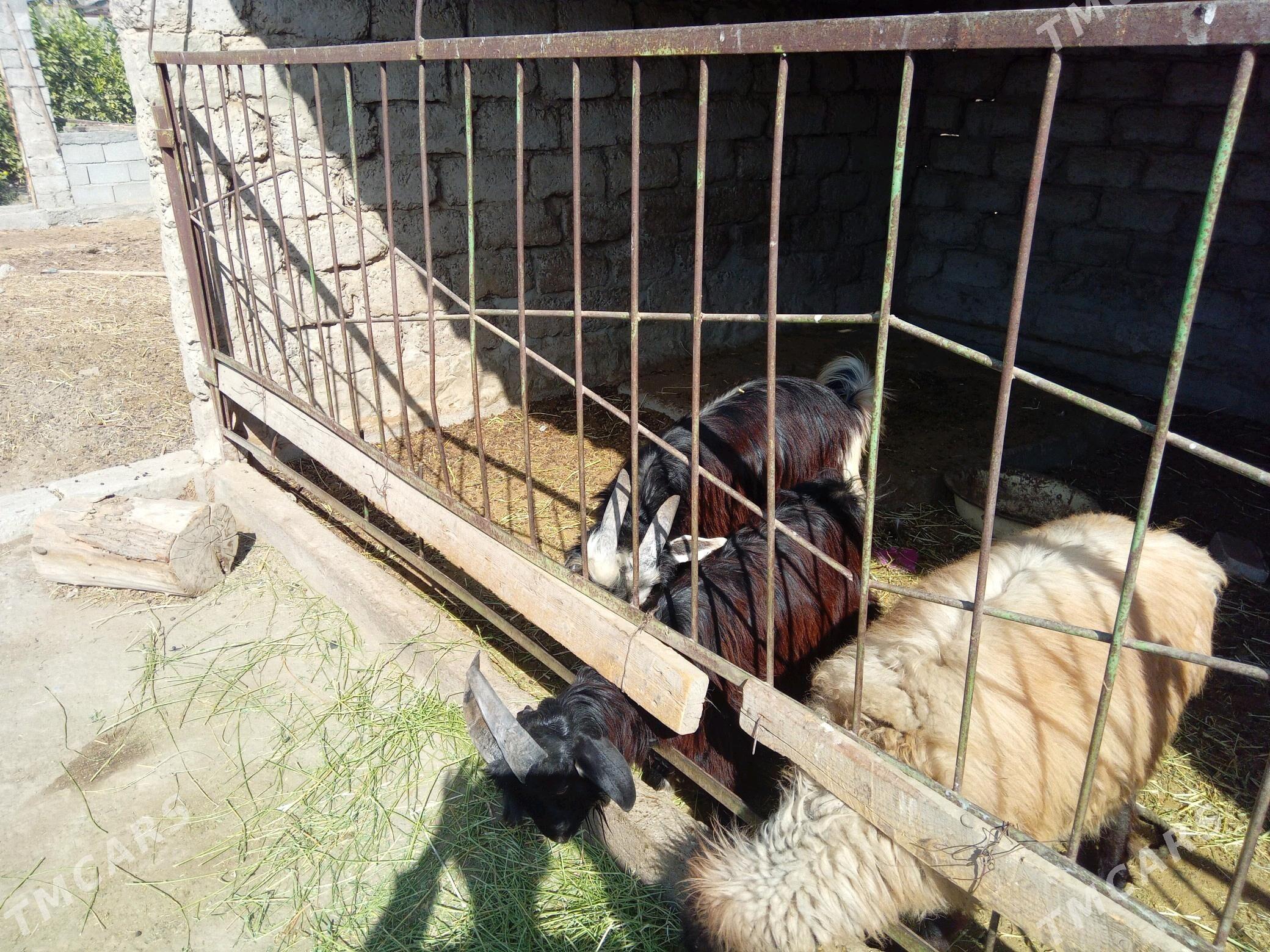 çewiş - Gökdepe - img 1