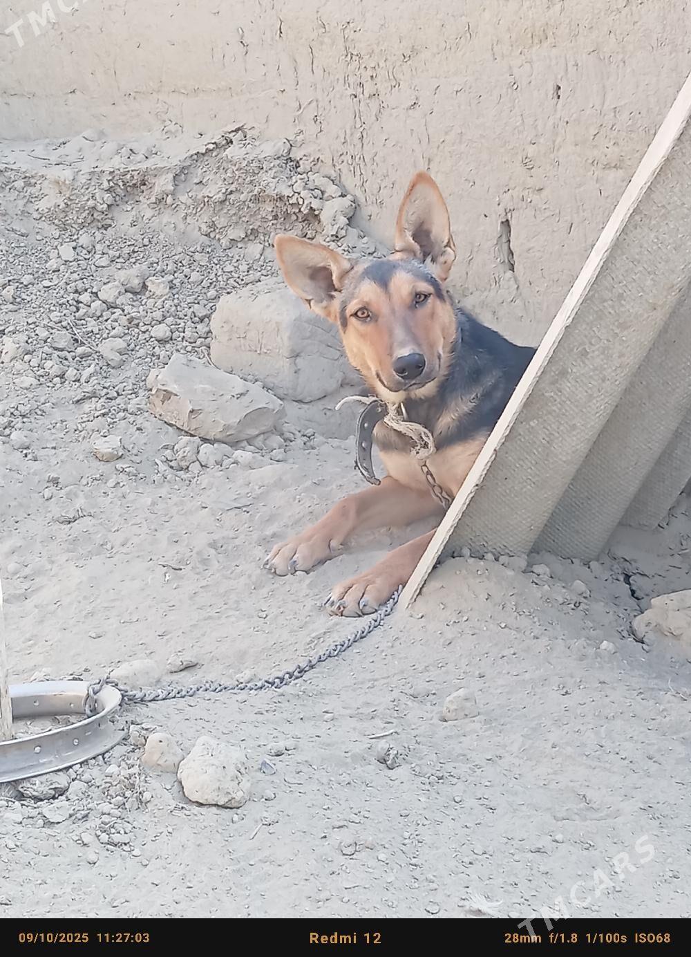 Awcarka gujik abmen - Бахарден - img 2