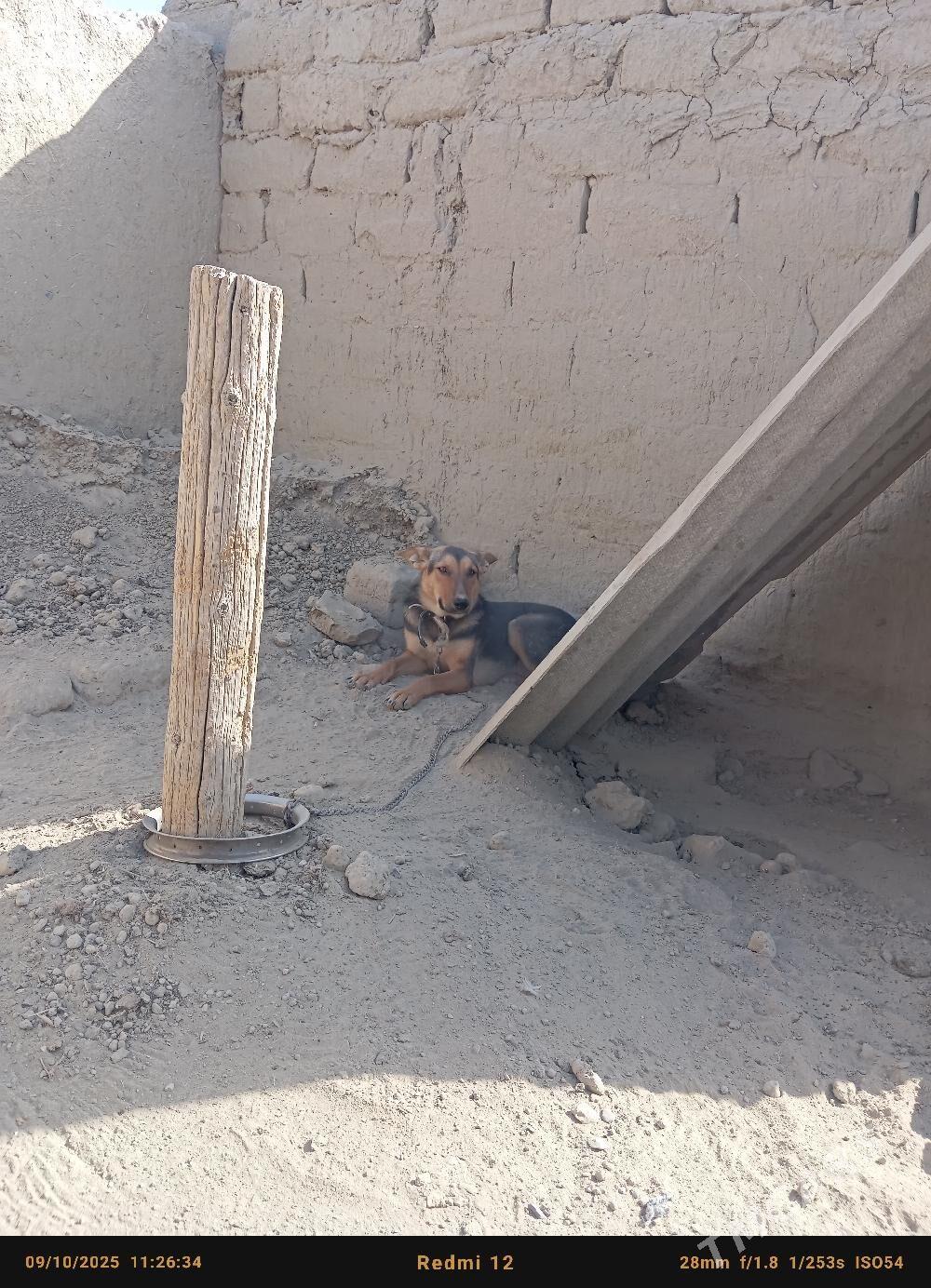 Awcarka gujik abmen - Бахарден - img 3