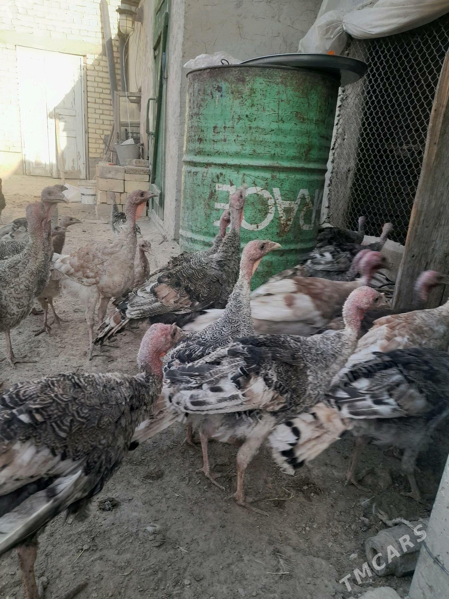 induk - Gökdepe - img 2