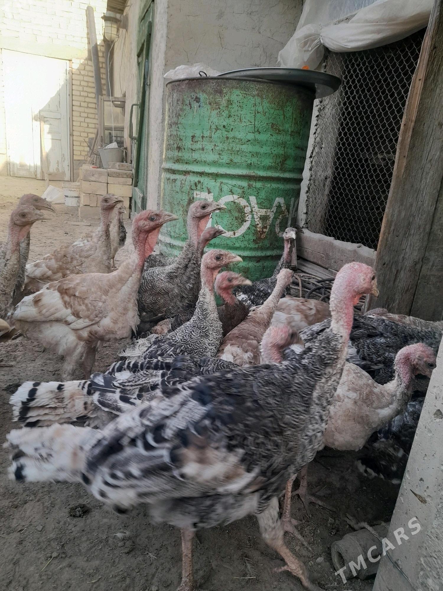 induk - Gökdepe - img 3