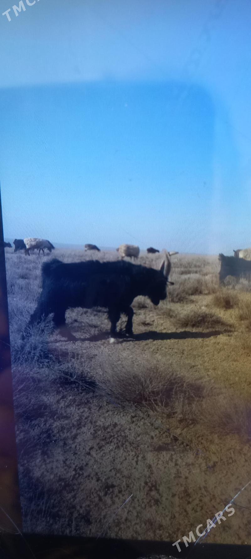 teke - Gyzylarbat - img 1