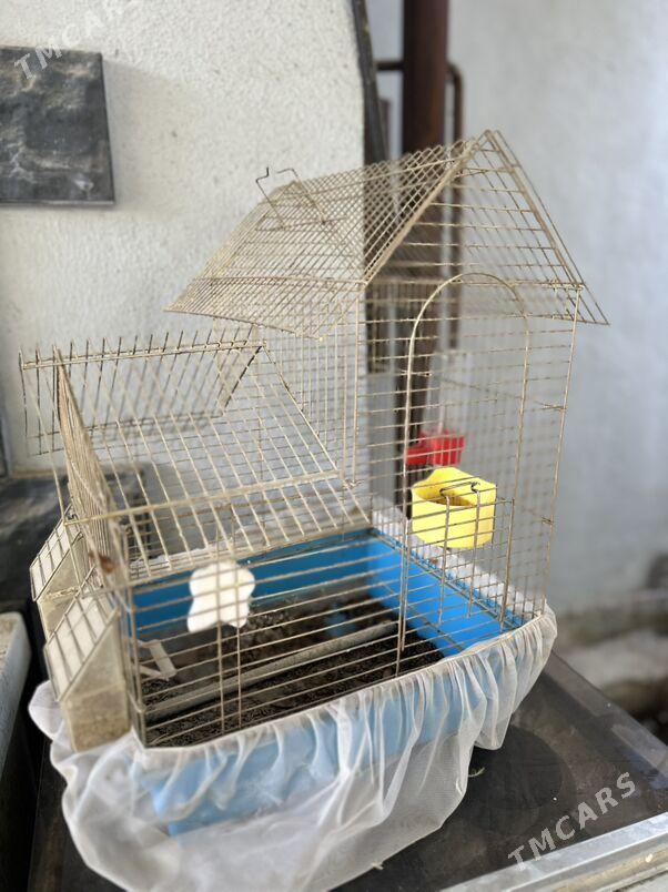 клетка - Ашхабад - img 1