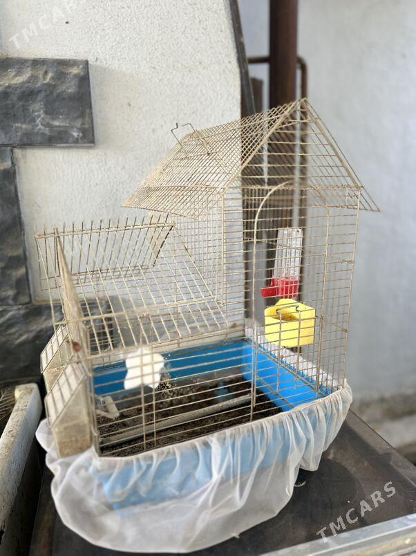 клетка - Ашхабад - img 2