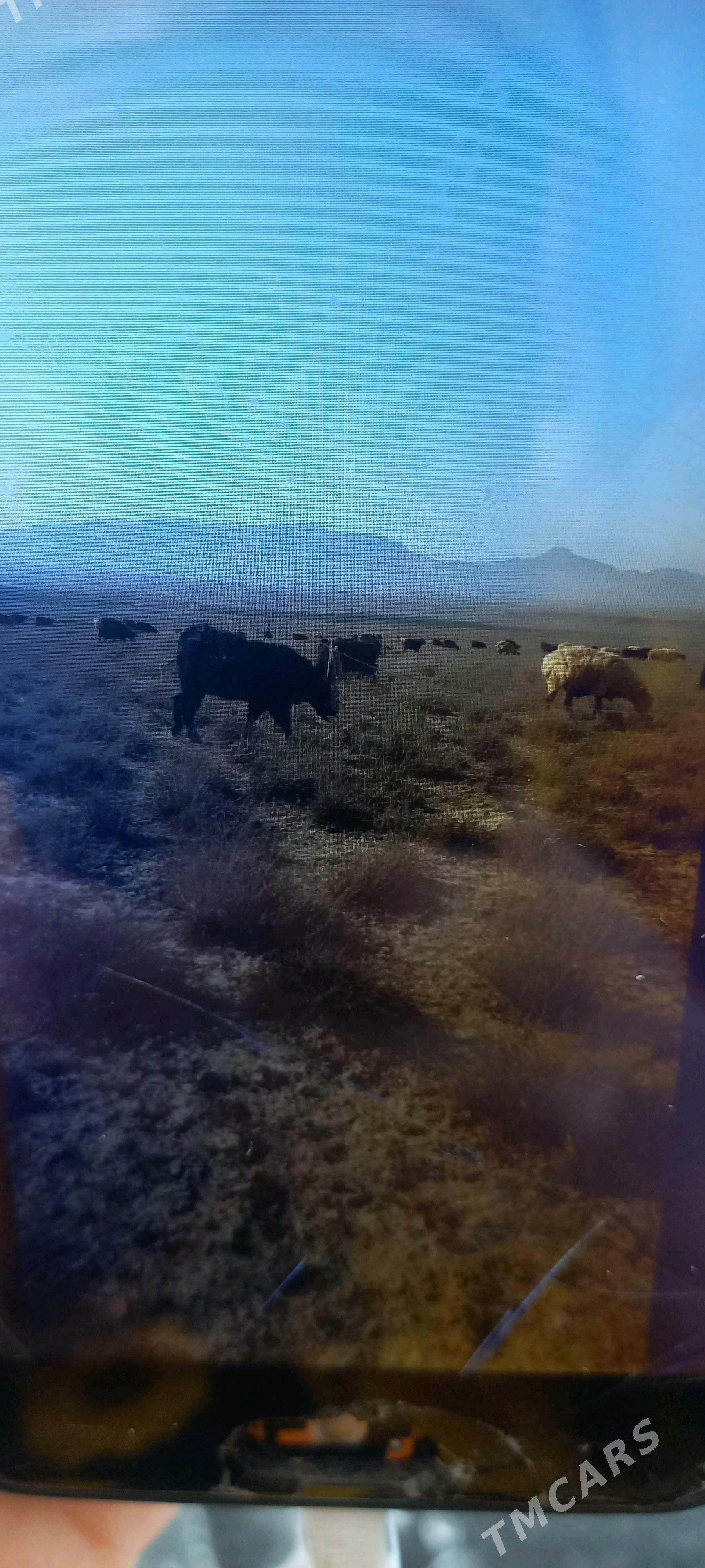 teke - Gyzylarbat - img 3