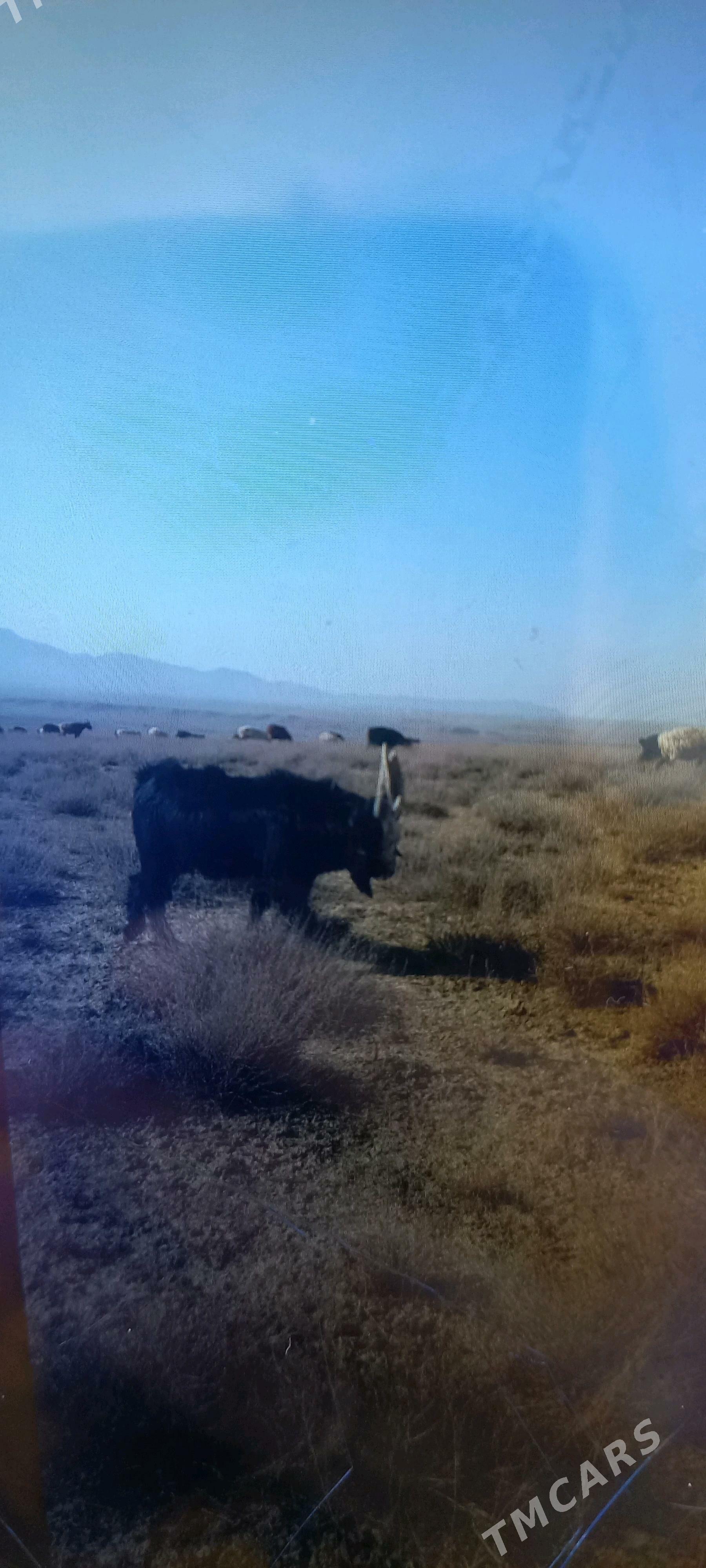 teke - Gyzylarbat - img 2