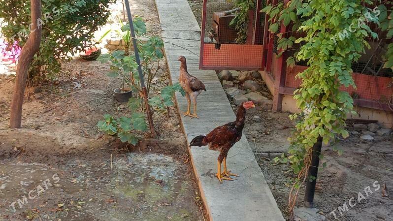 taşkent - Bagyr - img 2