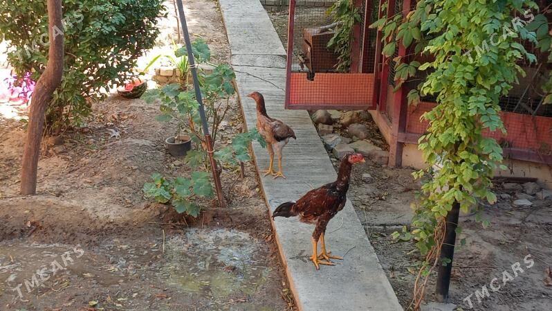 taşkent - Bagyr - img 1