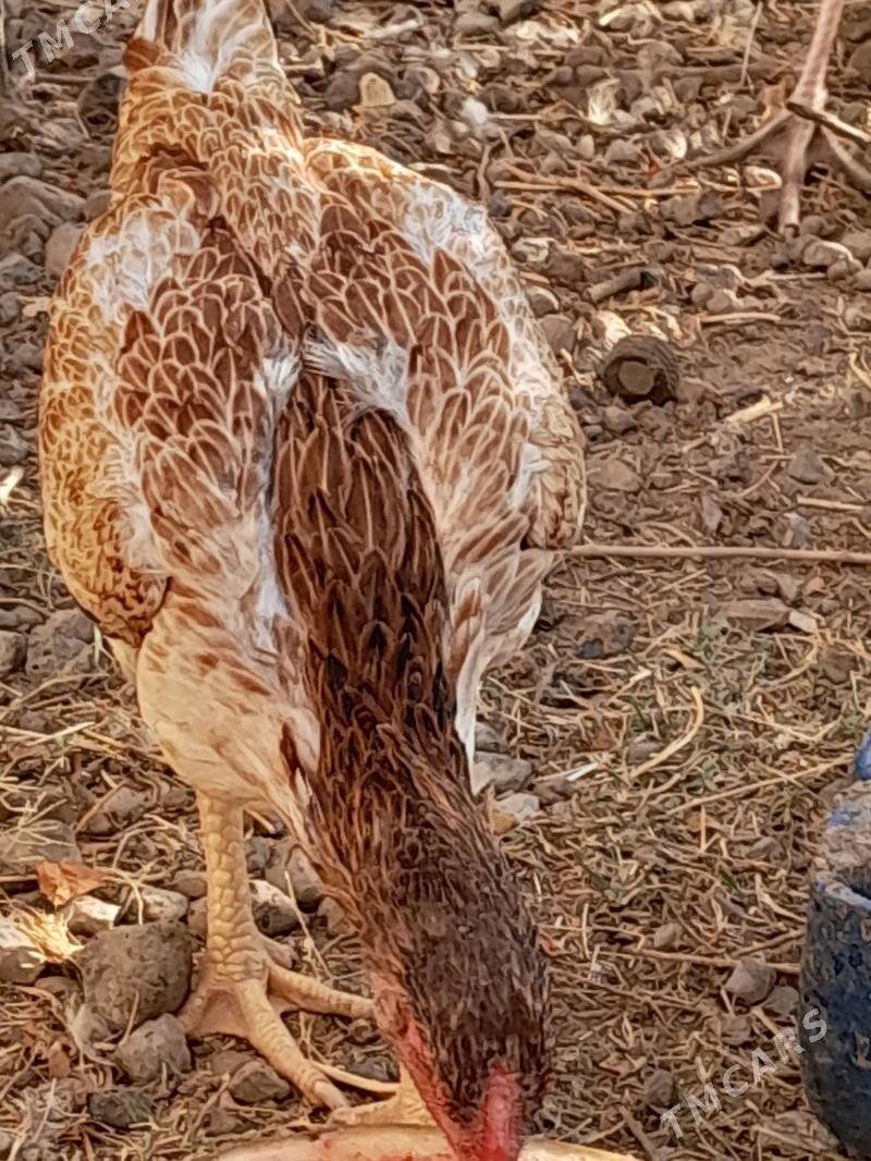 Tasgent towuk - Aşgabat - img 3