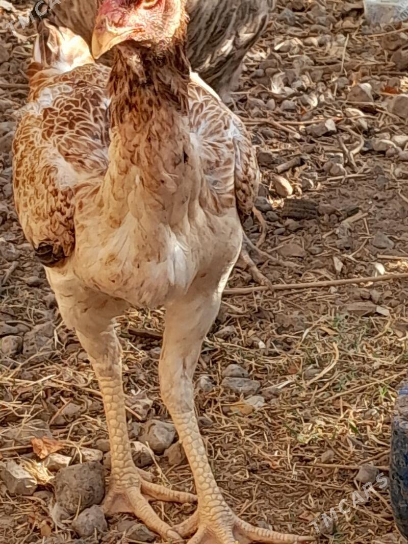 Tasgent towuk - Aşgabat - img 1