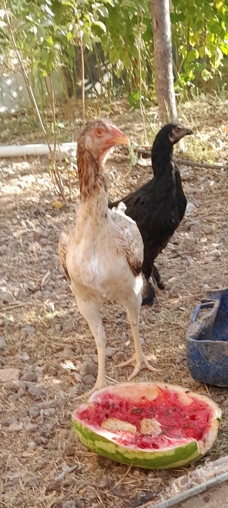 Tasgent towuk - Aşgabat - img 2