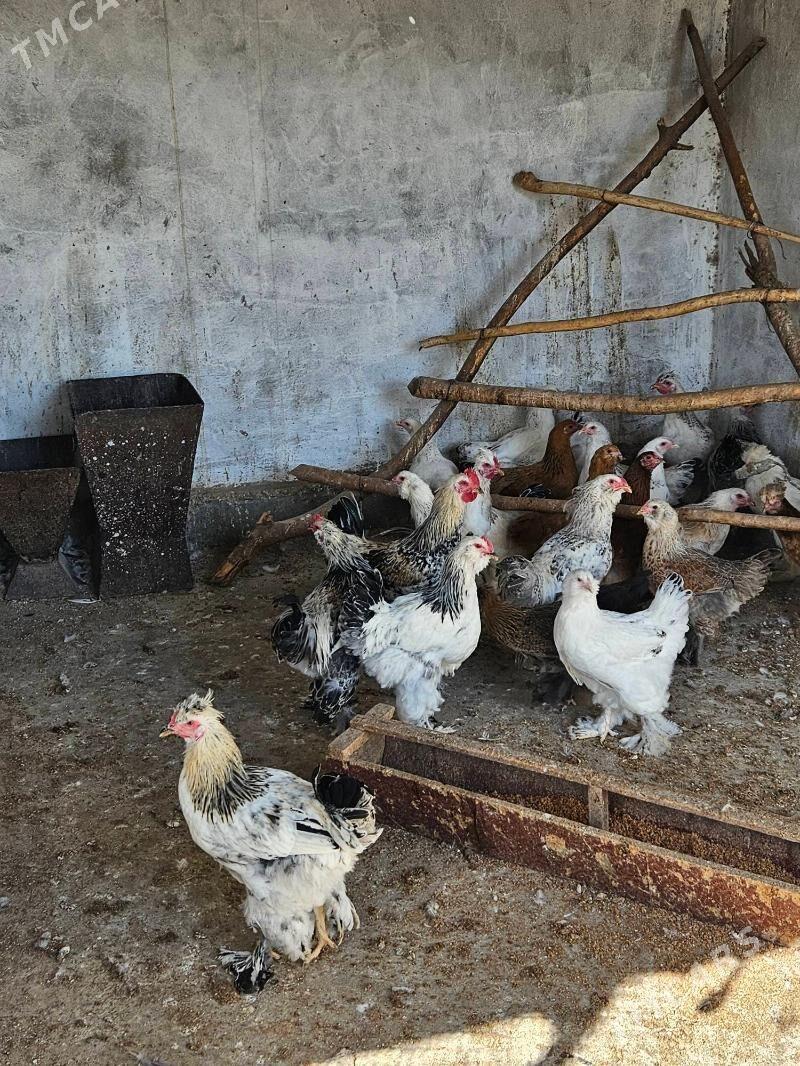 horaz balakly - Bekrewe - img 1