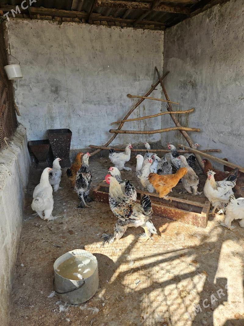 horaz balakly - Bekrewe - img 3