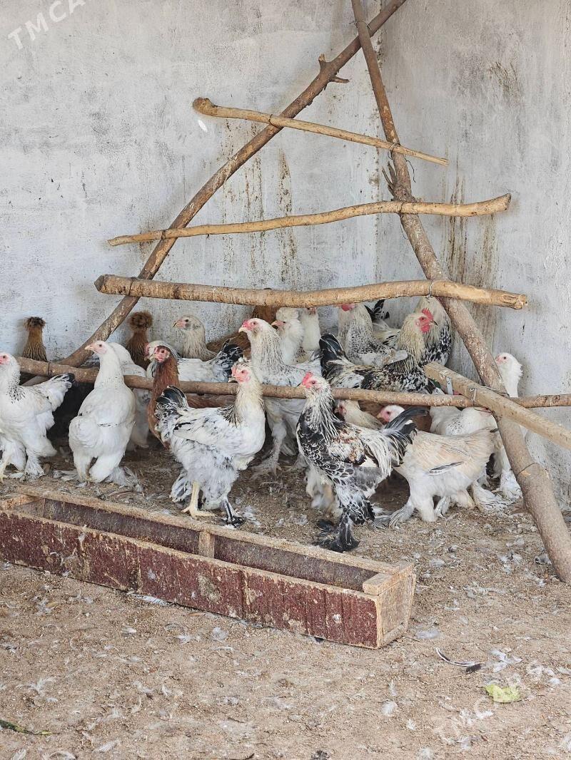 horaz balakly - Bekrewe - img 2