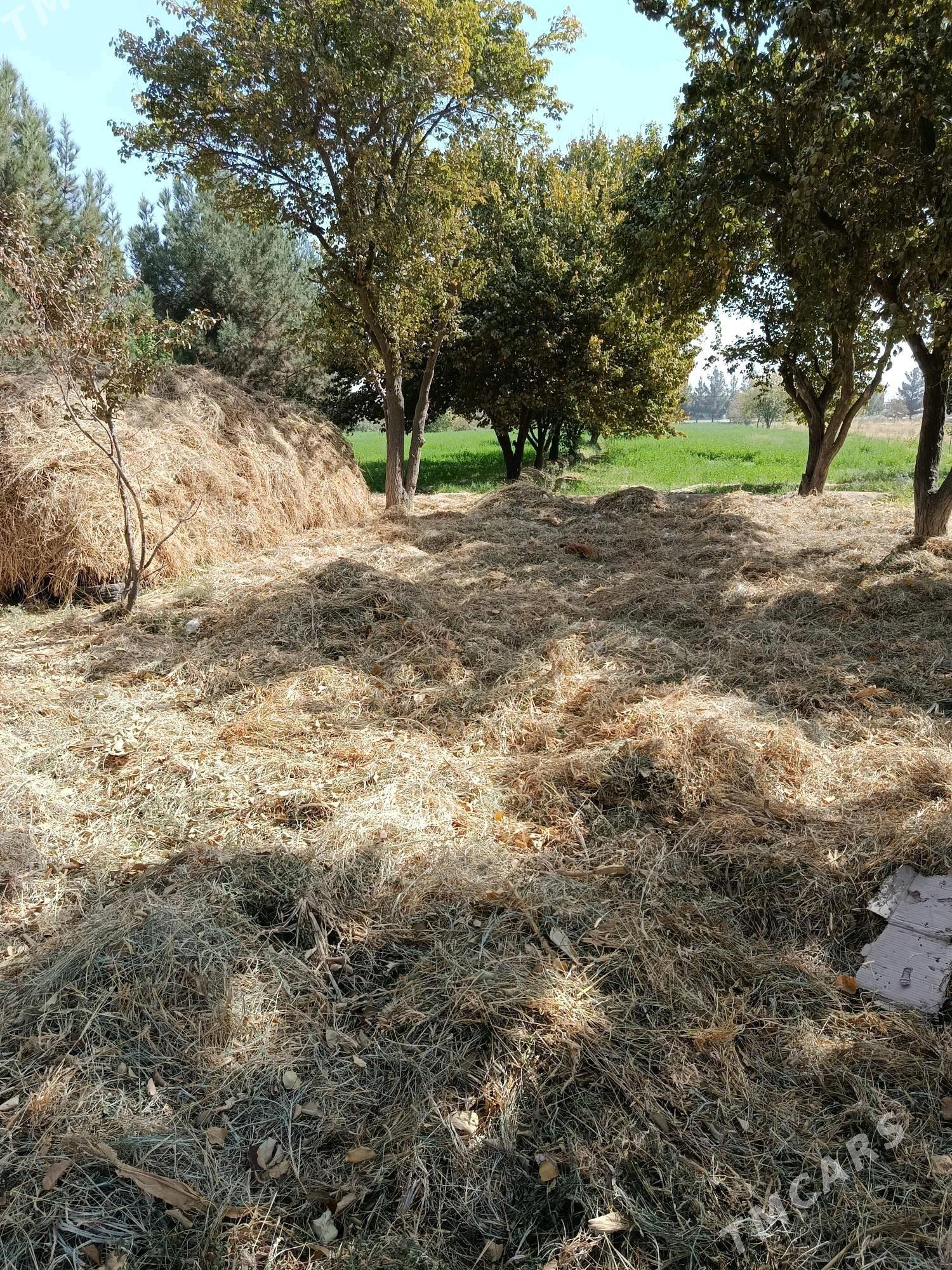 ot - Мары - img 4