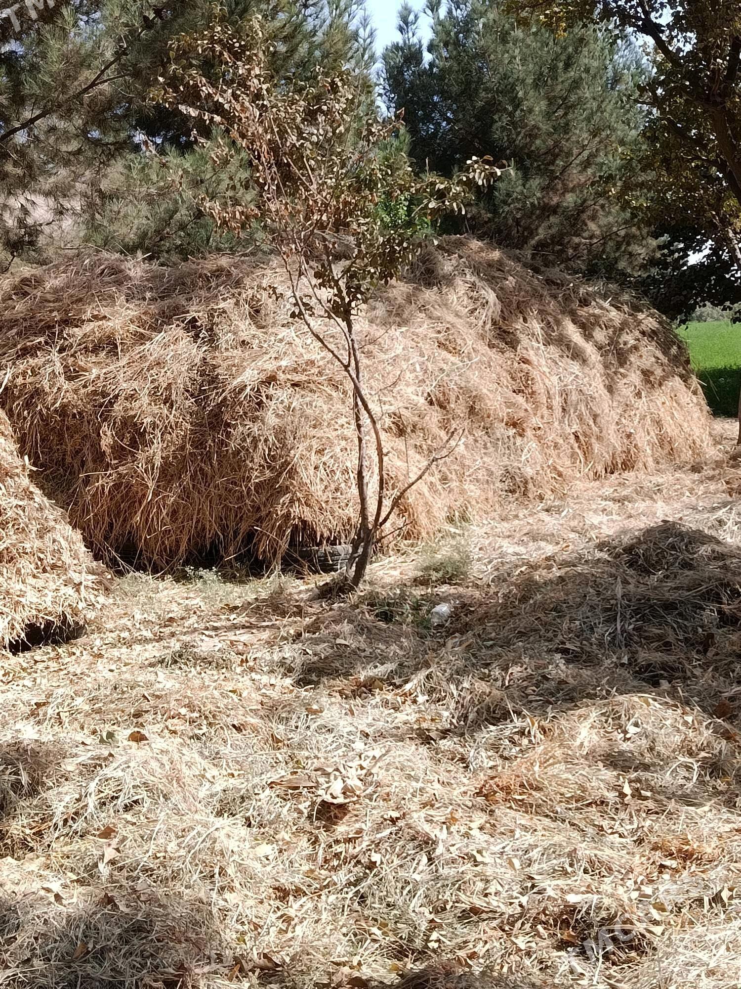 ot - Мары - img 3