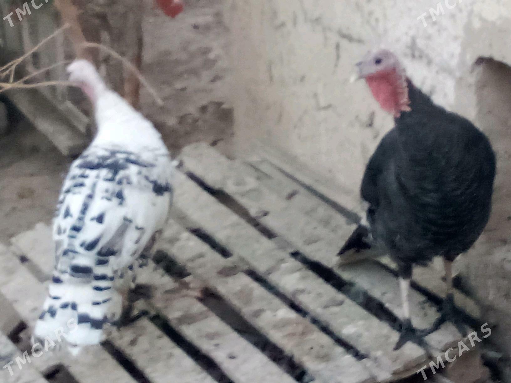 indyk - Kaka - img 2