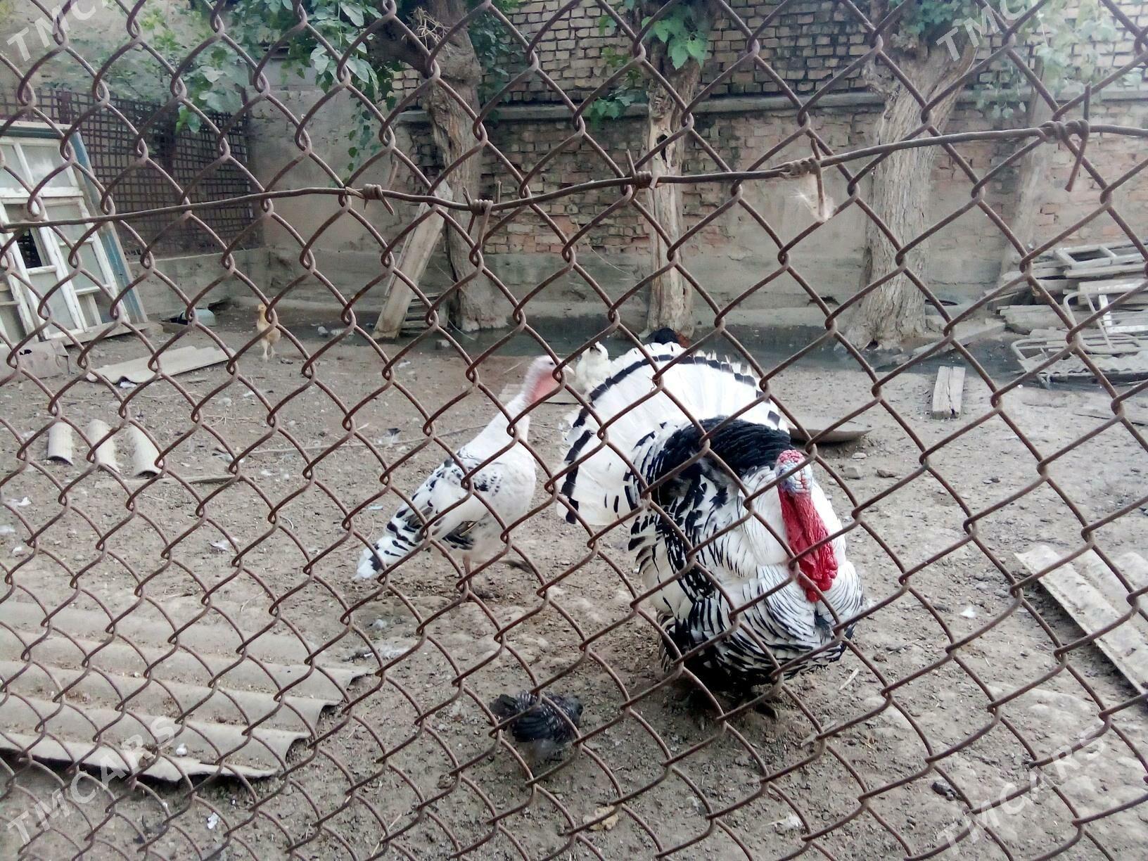 indyk - Kaka - img 4