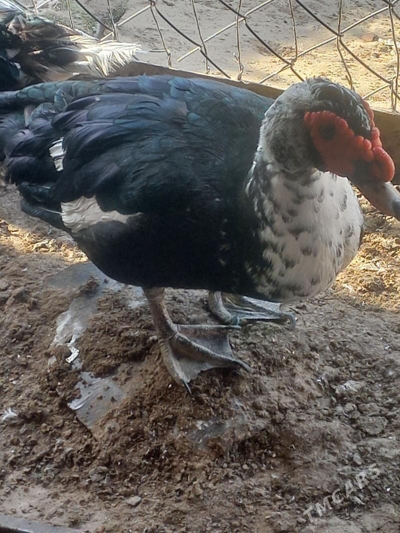 ördek - Балканабат - img 1