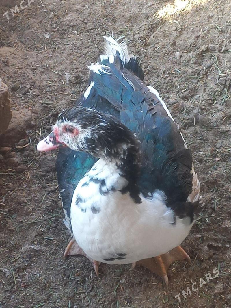 ördek - Балканабат - img 3