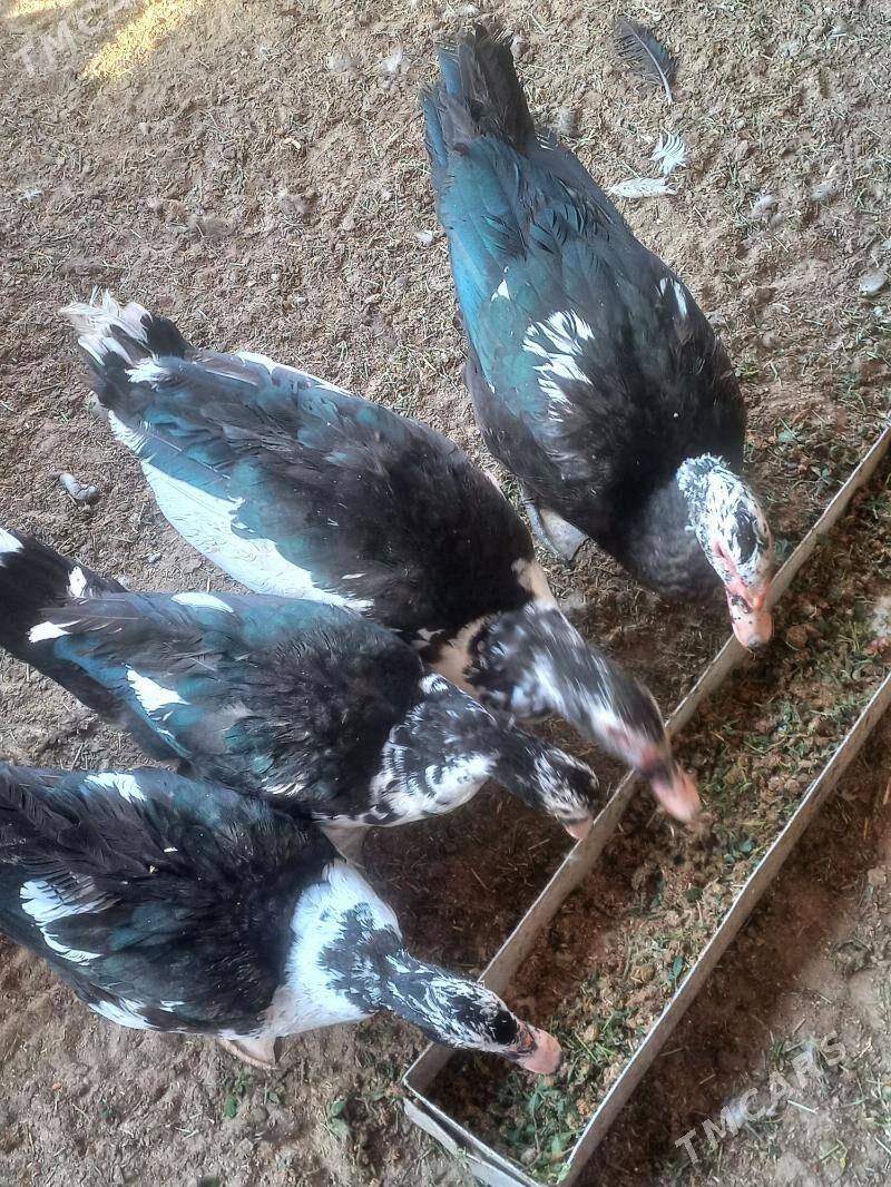 ördek - Балканабат - img 2