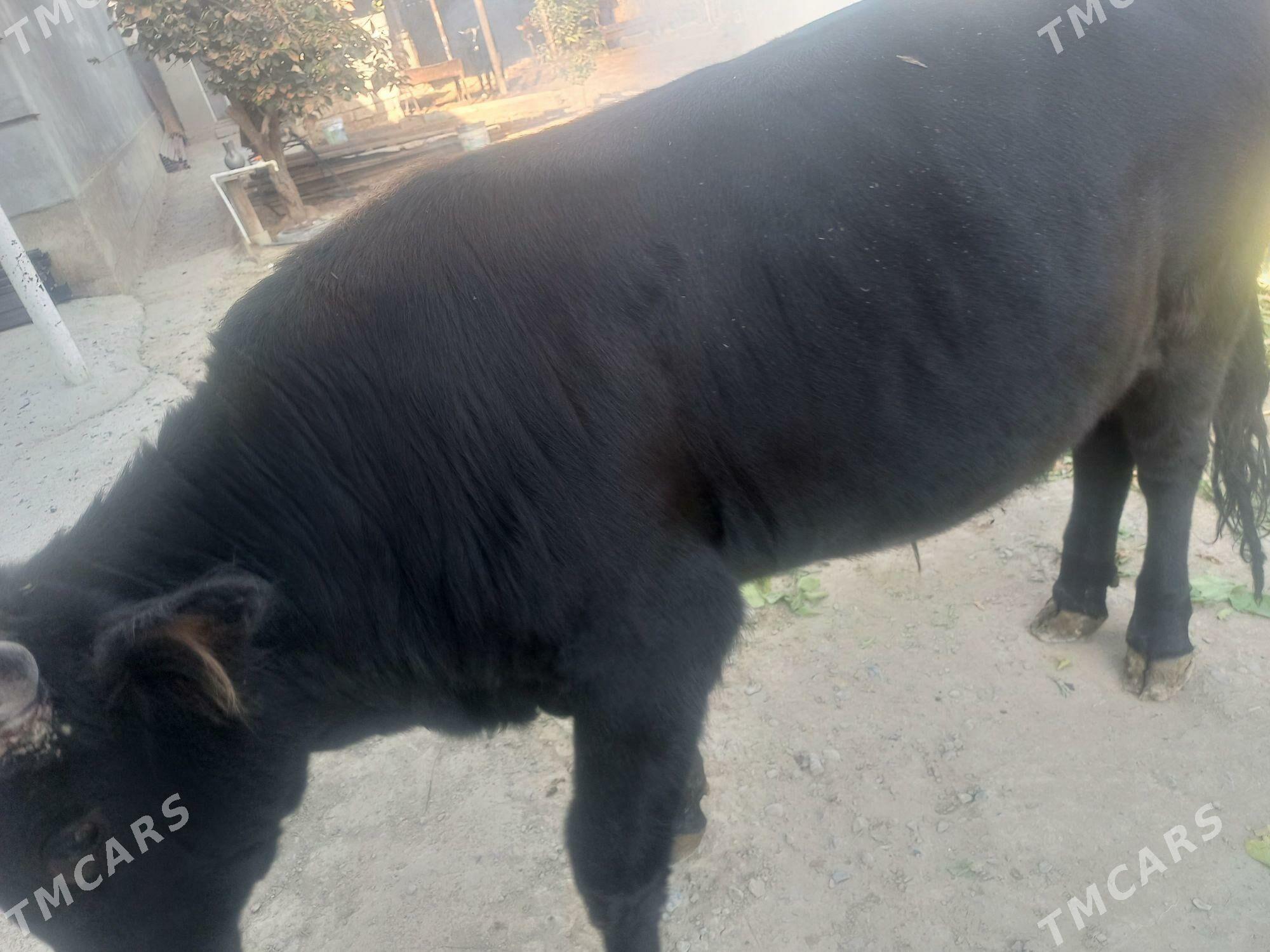 gara okiz swes - Gökdepe - img 6