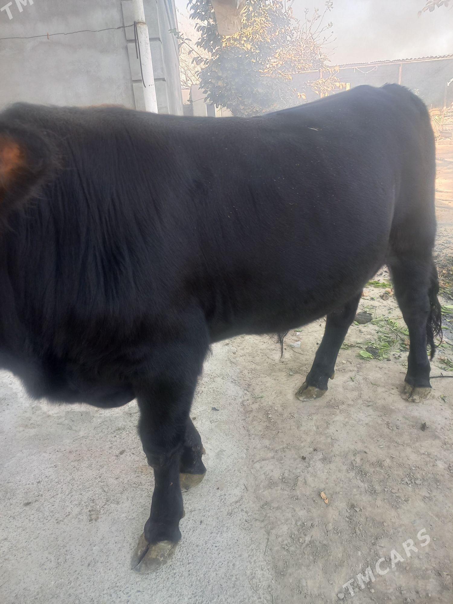 gara okiz swes - Gökdepe - img 7