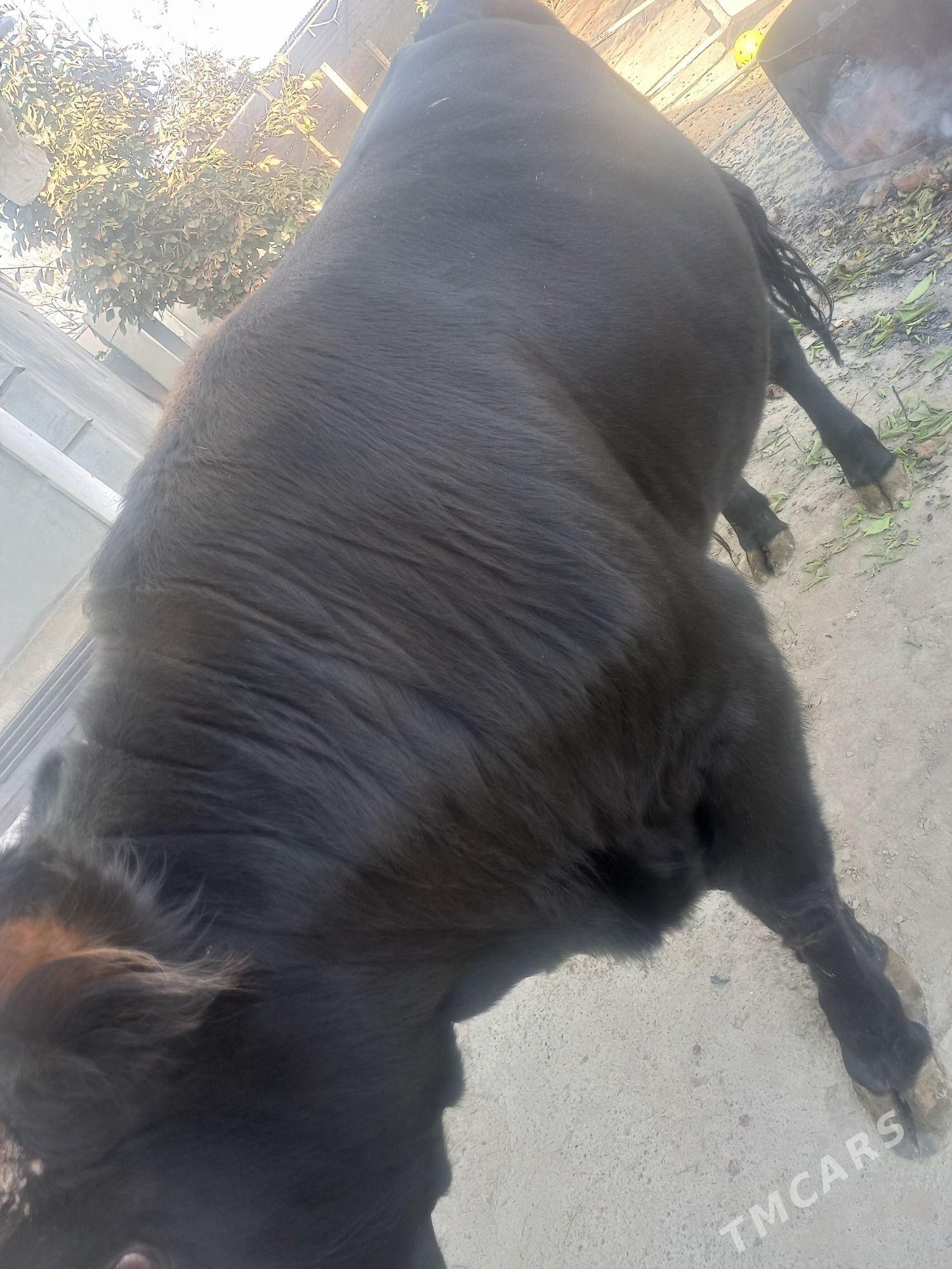 gara okiz swes - Gökdepe - img 5