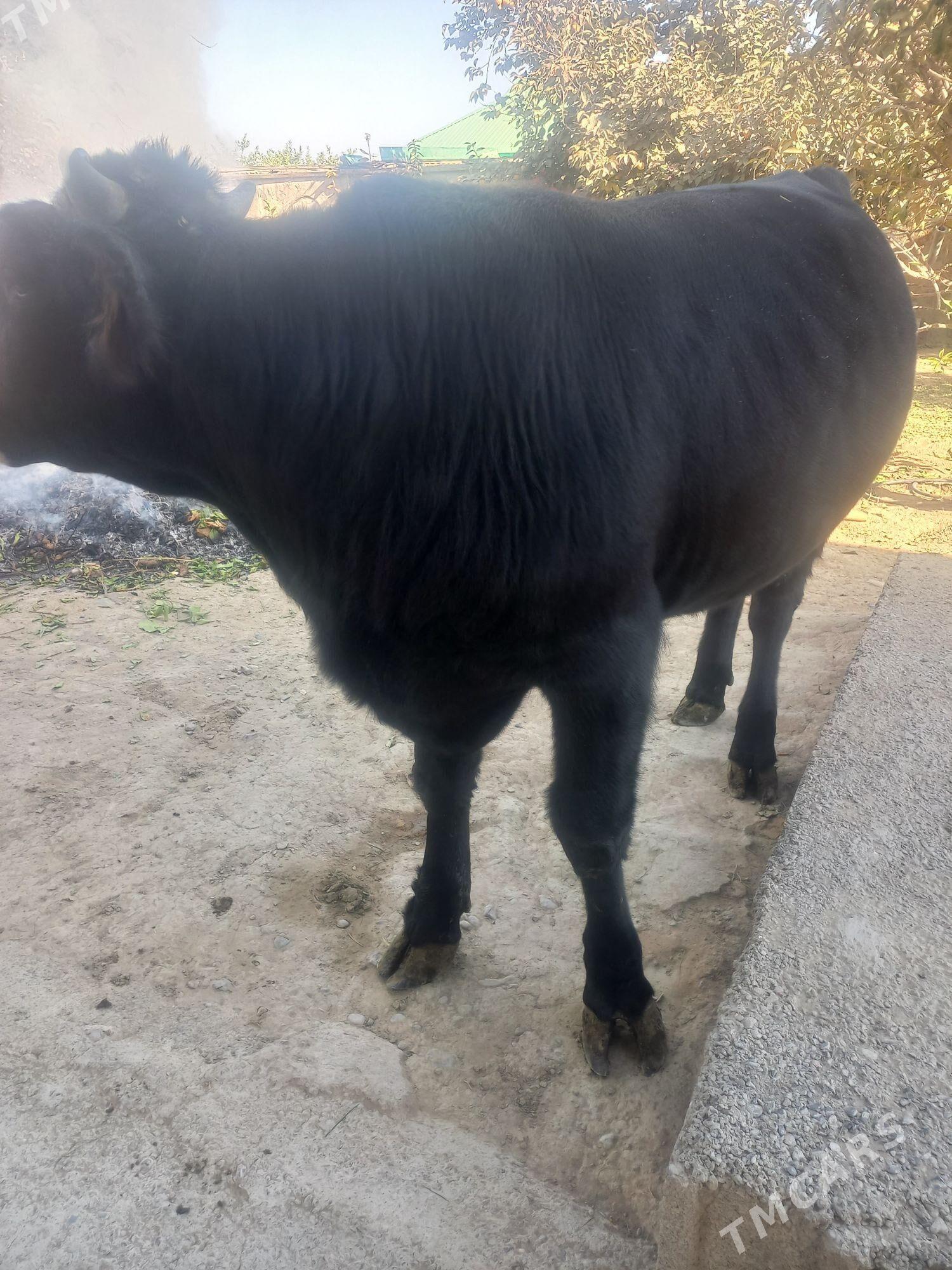 gara okiz swes - Gökdepe - img 3