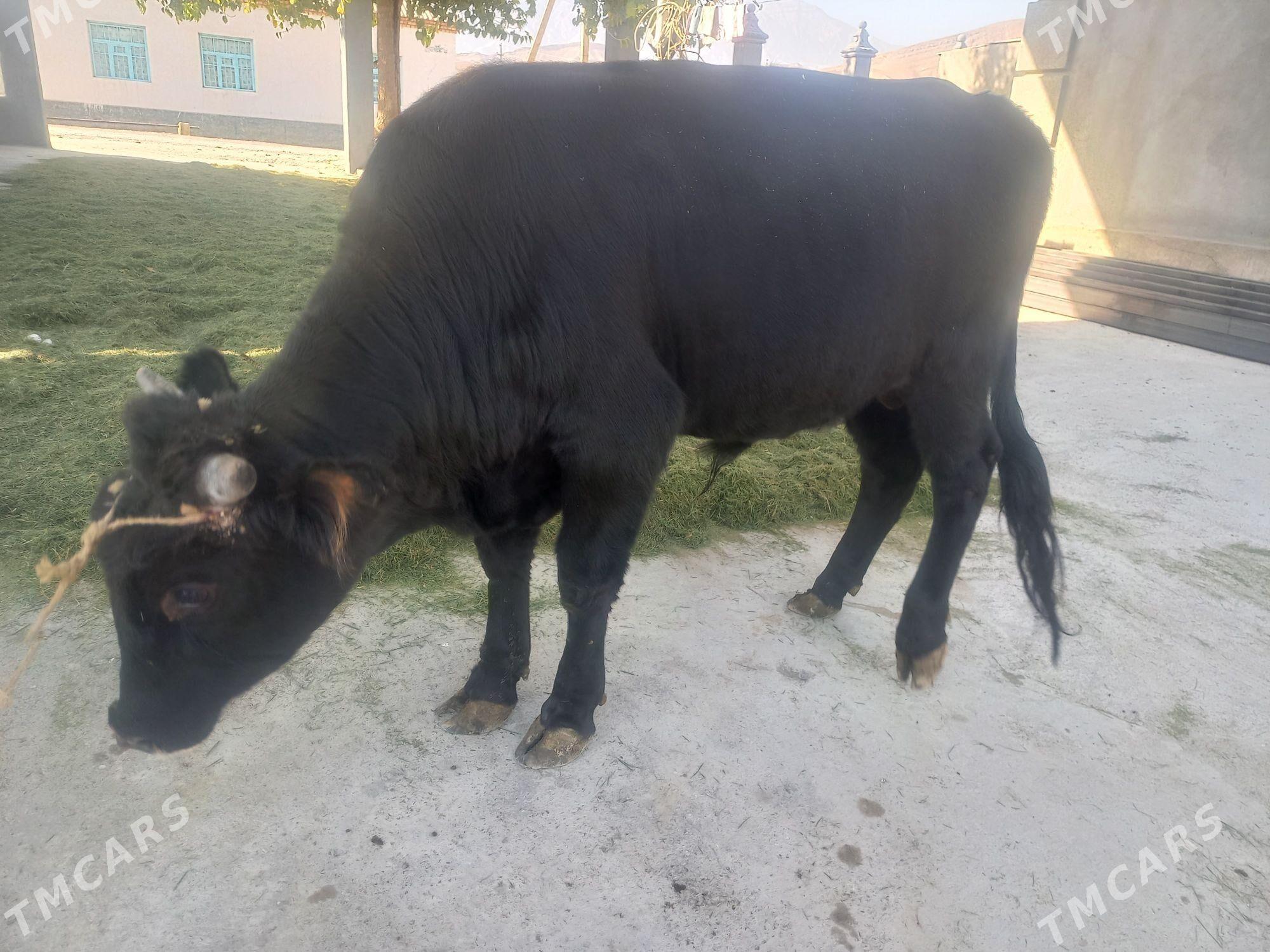 gara okiz swes - Gökdepe - img 2