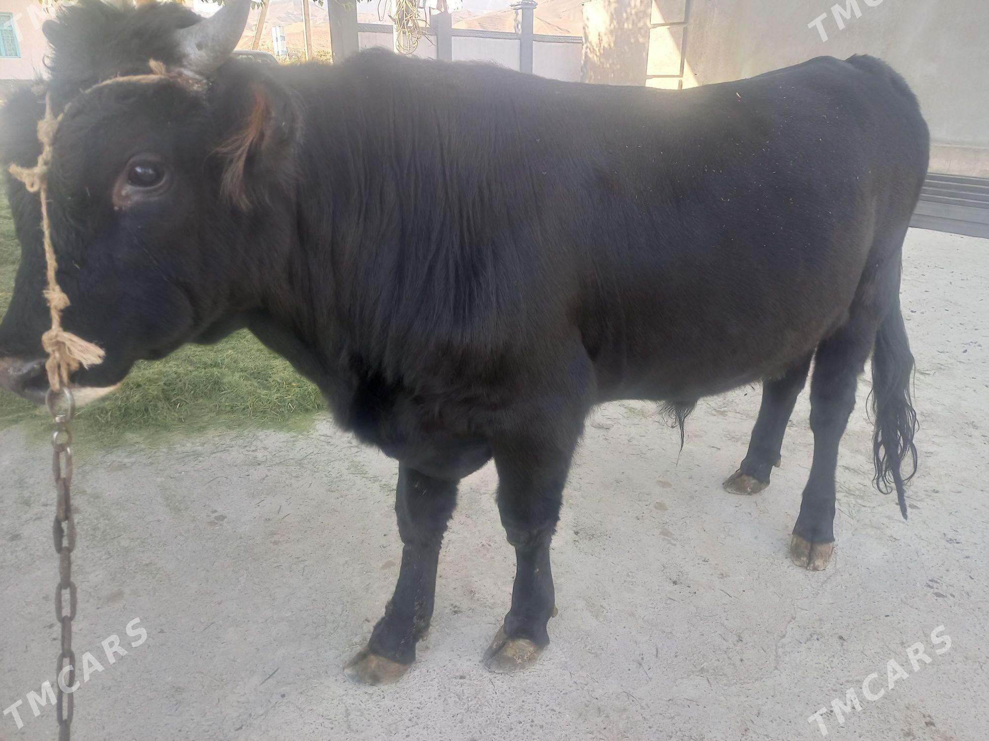 gara okiz swes - Gökdepe - img 1