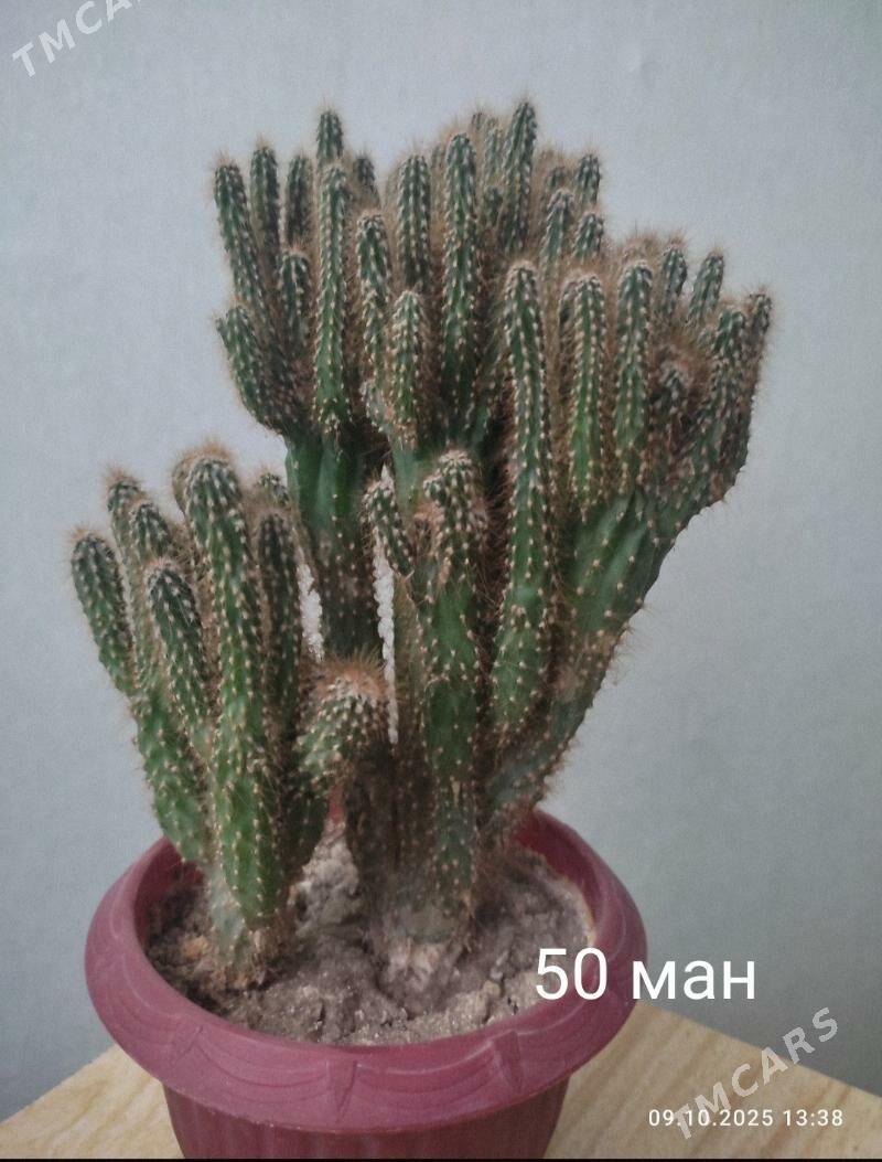 кактус - Mary - img 1