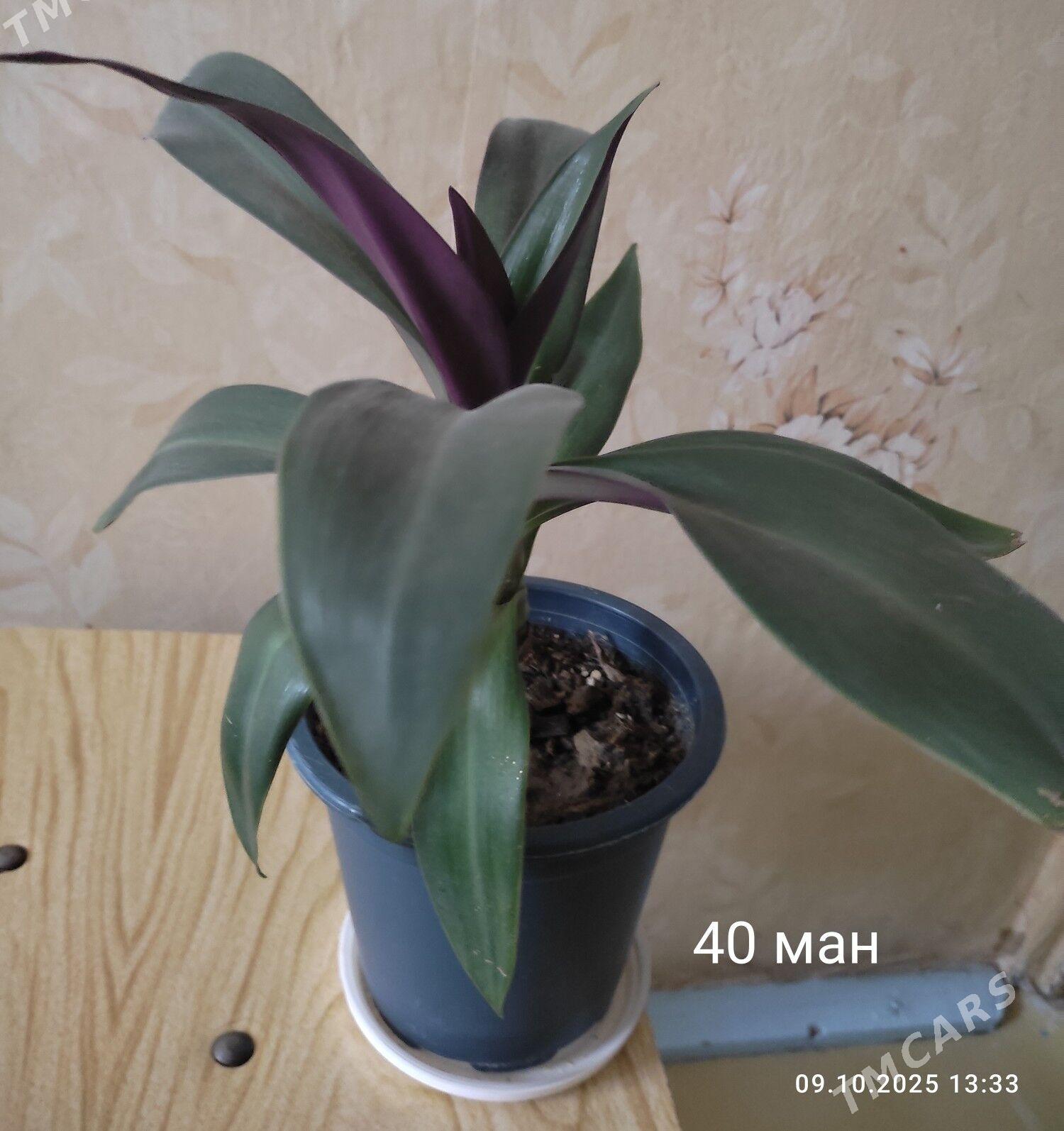 кактус - Mary - img 2