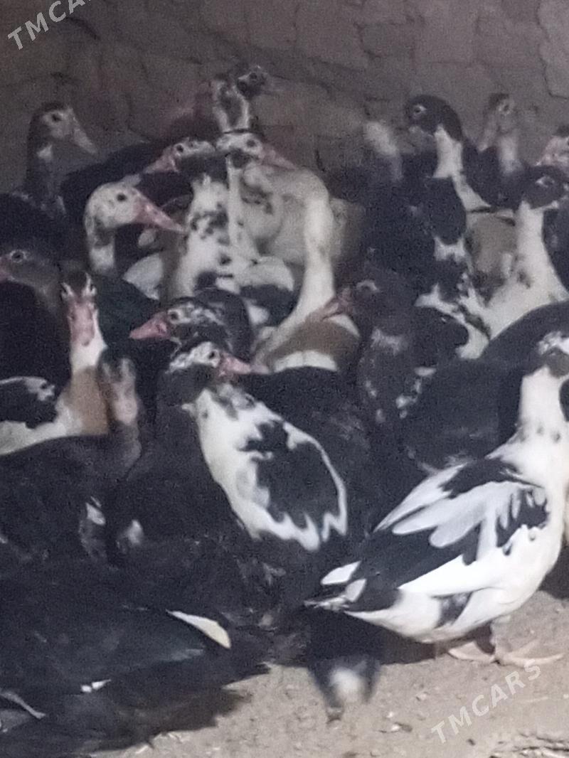 indawutga we towuk horaz - Ýolöten - img 1