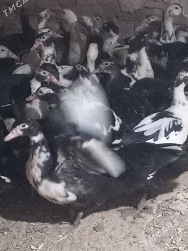 indawutga we towuk horaz - Ýolöten - img 2