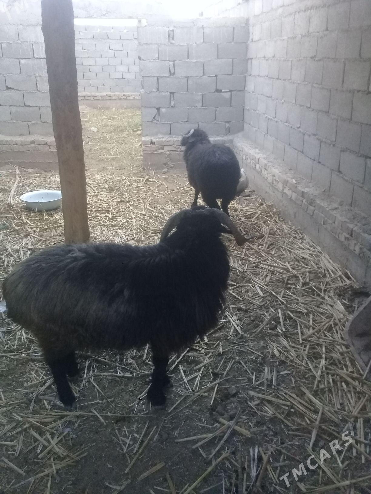 Goyun - Дашогуз - img 2