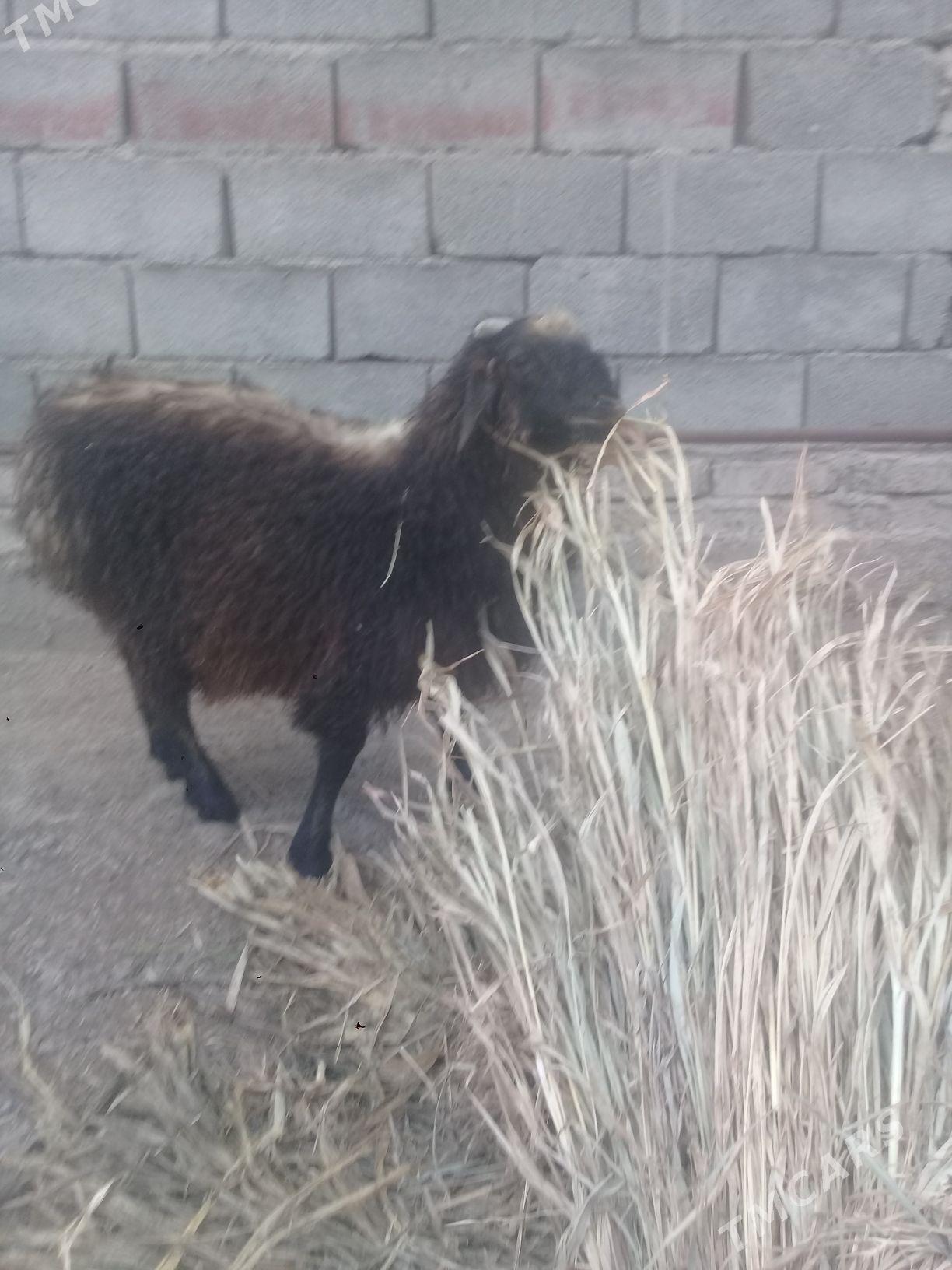 Goyun - Дашогуз - img 4