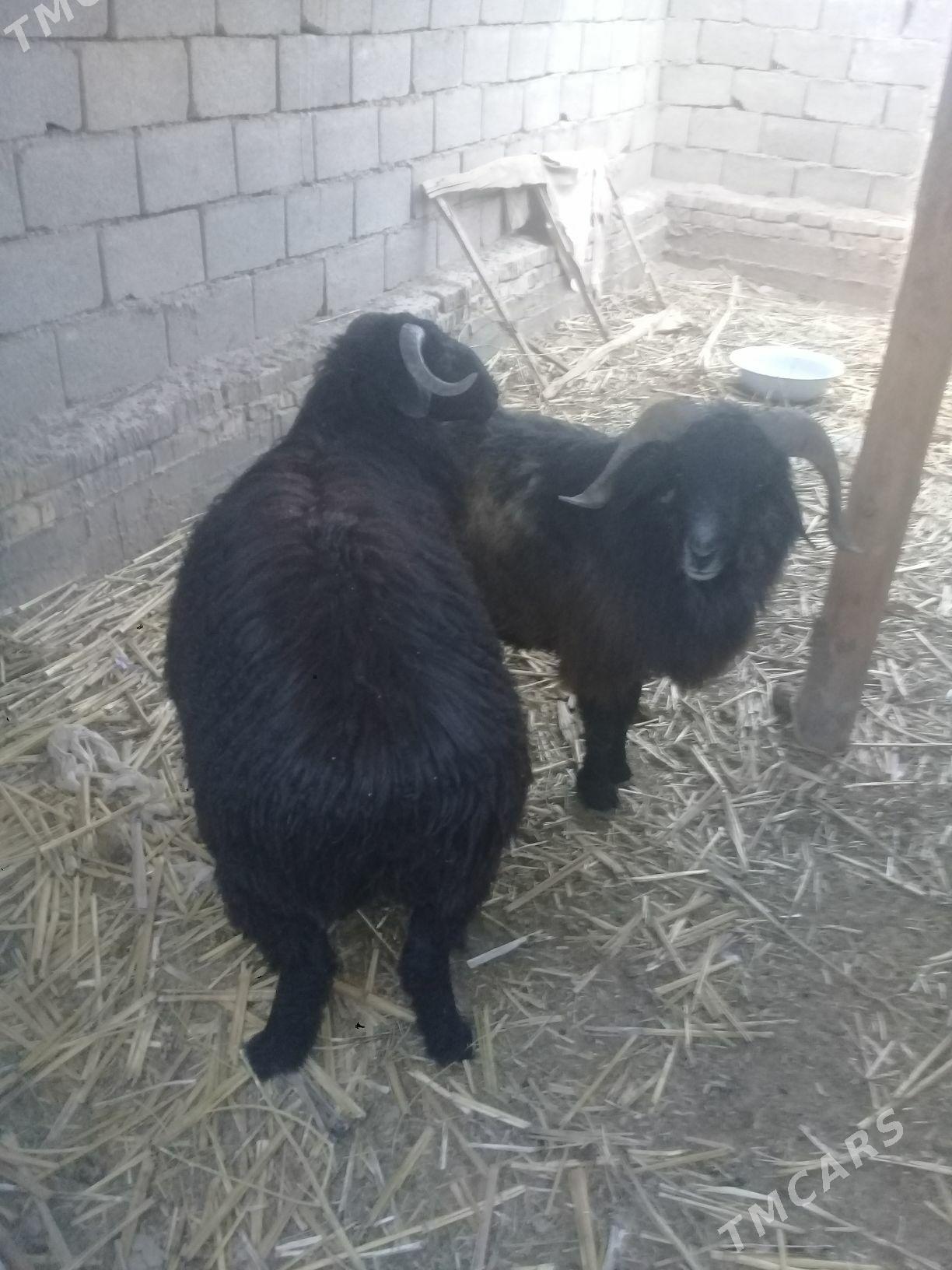 Goyun - Дашогуз - img 1