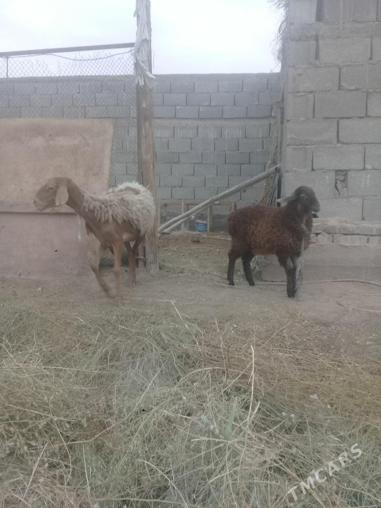 Goyun - Дашогуз - img 3