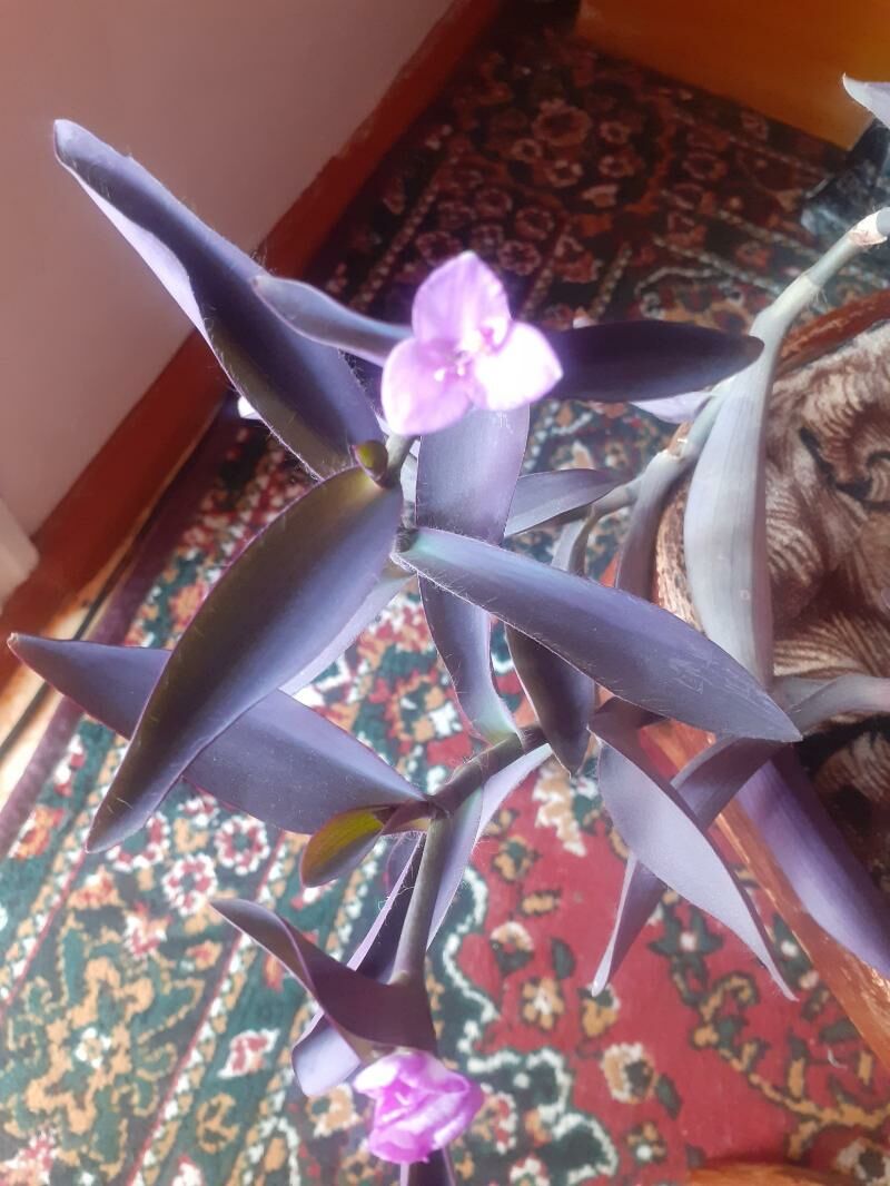 Феолетовая традисканция - Türkmenabat - img 3