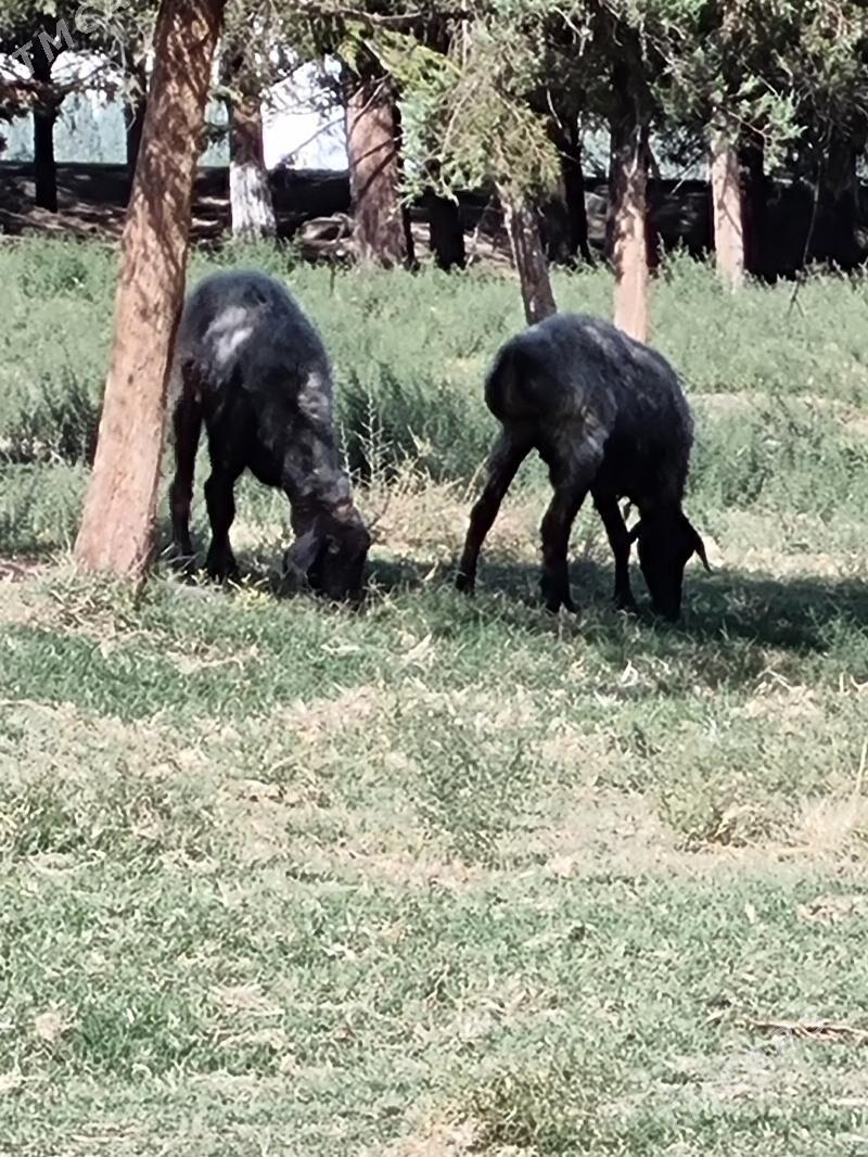 Goyun - Багир - img 2