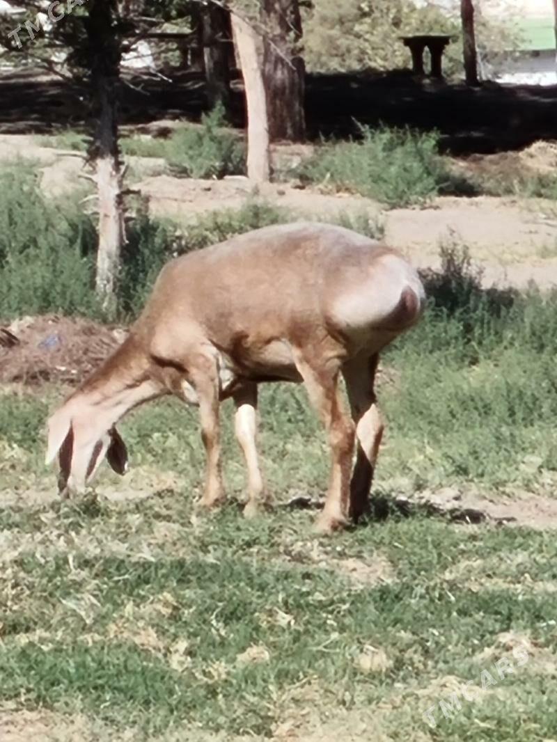 Goyun - Багир - img 3