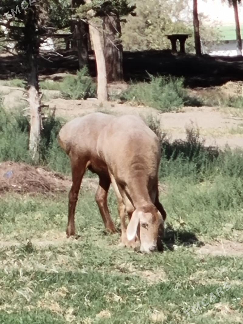 Goyun - Багир - img 1