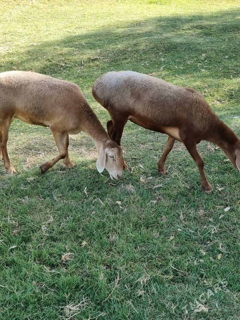 Goyun - Багир - img 8