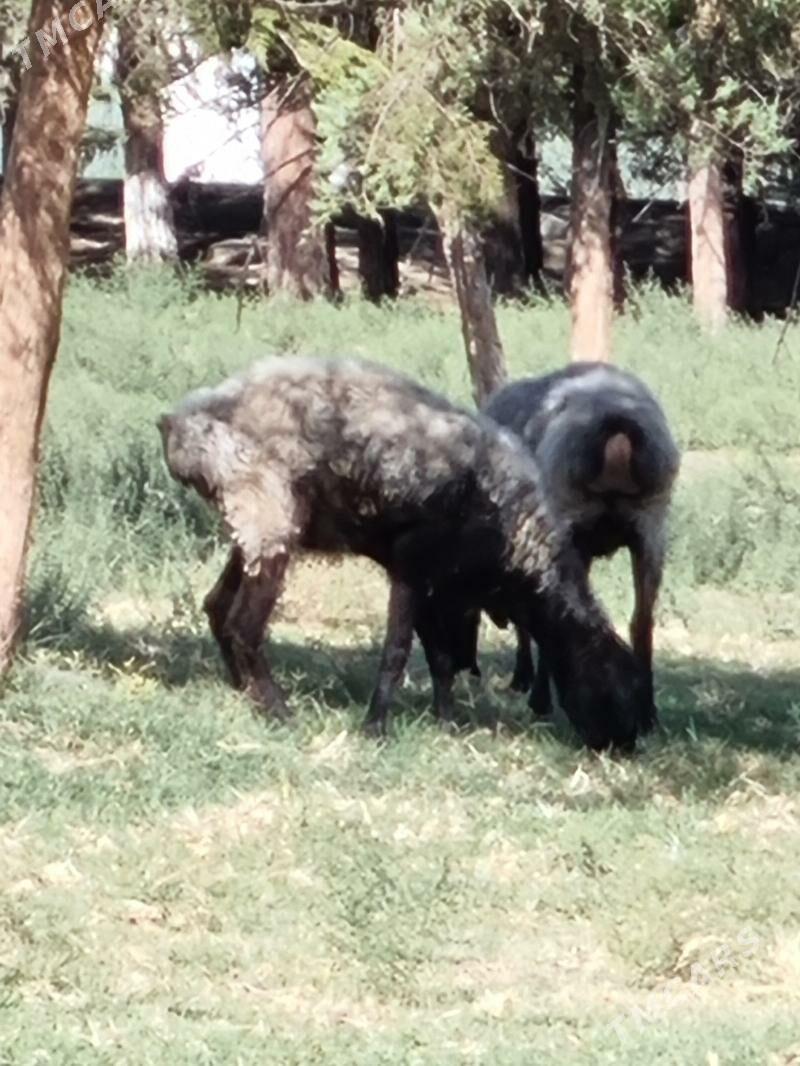 Goyun - Багир - img 7