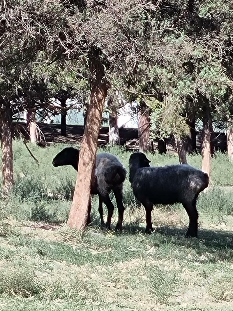 Goyun - Багир - img 6