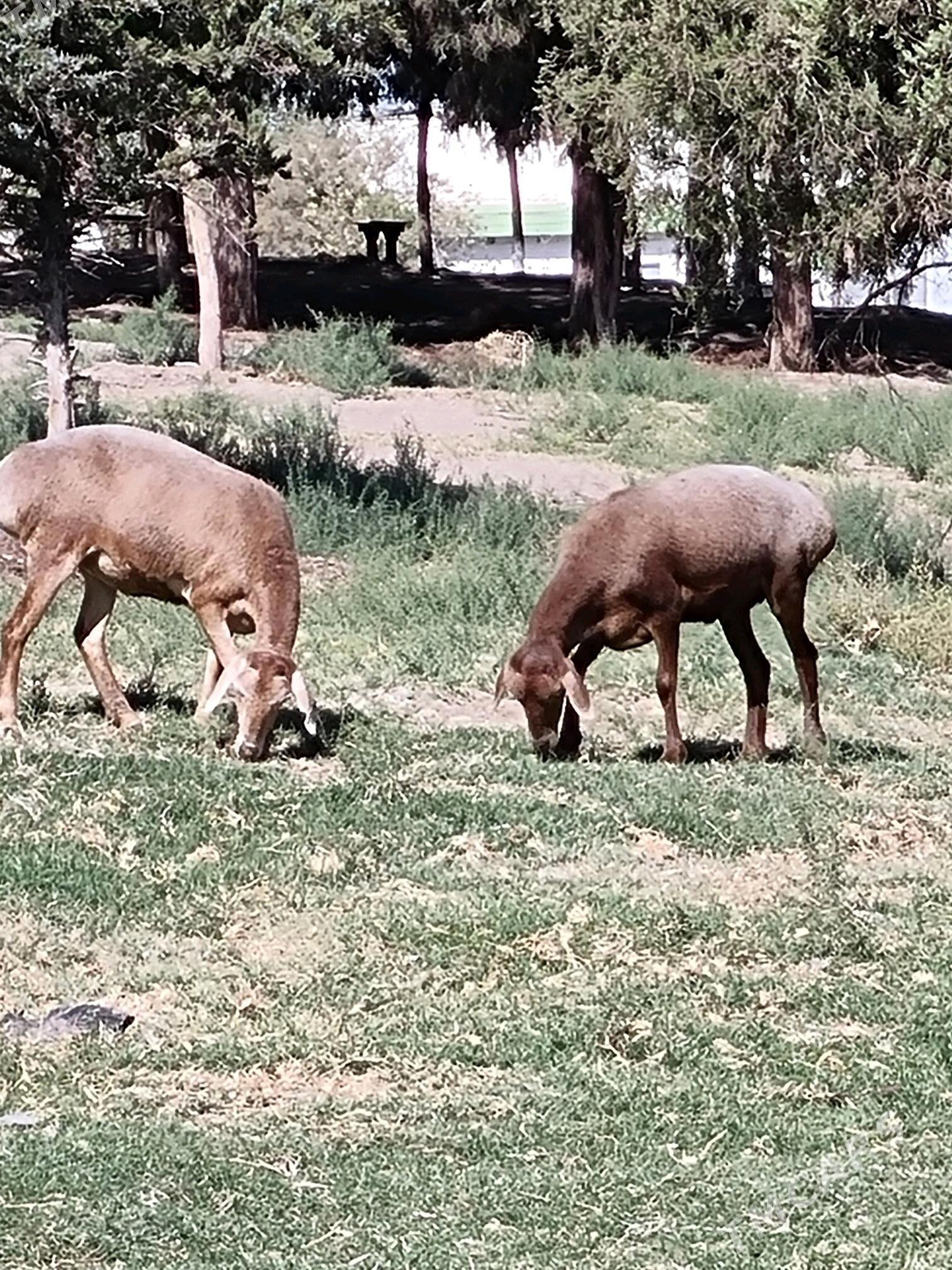 Goyun - Багир - img 10